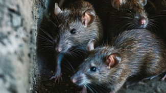 5 Ide Membuat Jebakan Tikus Paling Mujarab, Ampuh DimanapunTikus Berada!