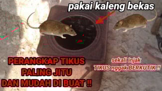 Kaleng Bekas Jadi Alat Perangkap Tikus Otomatis, Sekali Injak Langsung Terkurung Tak Berkutik!