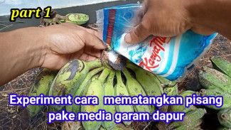 Pisang Mentah Menumpuk di Rumah? Coba Trik Garam Ini, Matang Merata dalam Dua Hari!