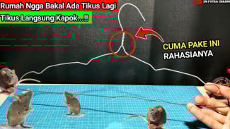 Modal Kawat Jemuran Bekas, Tikus di Rumah Auto Lenyap! Ini Trik Super Murah Anti Ribet