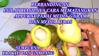 Biar Cepat Matang! Coba Trik Ajaib Ini Pakai Garam atau Beras, Hasil Alpukatnya Bikin Kaget
