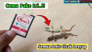 Cuma Modal Nasi dan Micin! Ini Trik Gila Bikin Cicak Tumbang Seketika Tanpa Disemprot