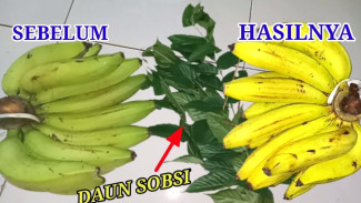 Resep Orang Tua Zaman Dulu! Cara Matangkan Pisang Pakai Daun Sobsi Ini Bikin Tetangga Penasaran