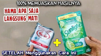 Ingin Membuat Pestisida Alami dari Rokok? Coba Cara Ini, Tanaman Langsung Subur!