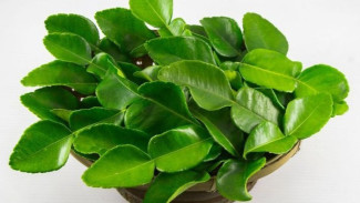 Cara Ampuh Atasi Sakit Gigi Pakai 2 Bahan Dapur, Langsung Sembuh!