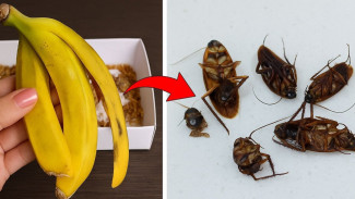 Kecoak Keras Kepala? Ini Trik Perangkap Manis dan Ramah Lingkungan, Bisa Dibuat Sendiri di Rumah!