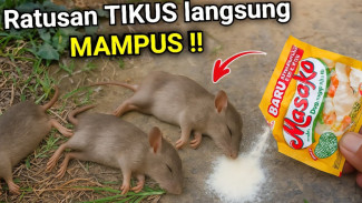 Basmi Tikus Pakai Serbuk Homemade, Perut Tikus Meledak dan Rumah Jadi Aman, Dijamin Gak Ribet!