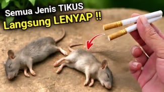 Tikus Kabur Seketika! Panduan Membuat Ramuan Super Ajaib dari Rokok, Kapur Barus, dan Pasta Gigi Herbal
