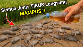Bikin Penasaran! Tikus Mati Seketika Pakai Ramuan Sederhana Ini, Siap Coba di Rumah?