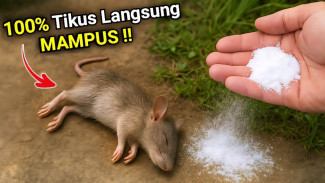 Serbuk Ajaib Ini Bisa Membasmi Tikus di Rumah, Kebun, dan Sawah Hanya dalam Hitungan Jam