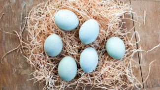 Telur Bebek atau Telur Ayam, Mana yang Lebih Baik? Ini Manfaatnya