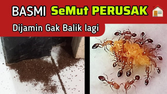 Semut Merah dan Tukang Kayu Bikin Rumah Rusak, Cara Ampuh Ini Bikin Mereka Hilang Selamanya
