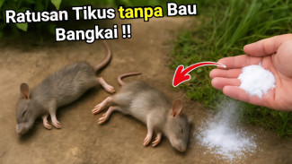 Rahasia Ramuan Ajaib Usir Tikus Tanpa Racun, Campuran 4 Bahan Rumah Ini Bikin Tikus Kabur