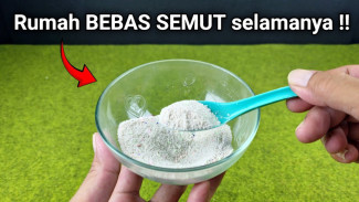 Ramuan Ampuh Basmi Semut Pakai Garam dan Deterjen, Dijamin Langsung Mati Seketika!