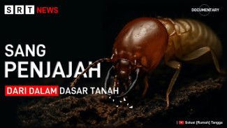 Musim Hujan Datang, Rayap Diam-diam Hancurkan Rumahmu, Simak Strategi Ampuh Lindungi Fondasi!