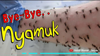 Rahasia Ampuh Usir Nyamuk di Rumah dengan Jeruk Limau dan Garam, Efektif dan Aromaterapi!