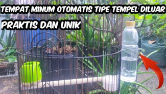 Cara Ajaib Bikin Tempat Minum Burung Anti Tumpah, Modal Receh Pakai Tutup Pulpen Saja
