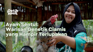 Kisah Koni Si Penjaga Ayam Sentul Ciamis dari Ribuan Ayam Mati Hingga Rebutan Pasar Nasional