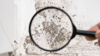 Waspada Black Mold di Rumah, Jamur Hitam di Dinding Ini Bisa Keluarkan Racun Berbahaya