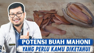 Buah Mahoni Pahit Ini Ternyata Bisa Turunkan Gula Darah dan Tingkatkan Imun Tubuh Secara Ajaib!