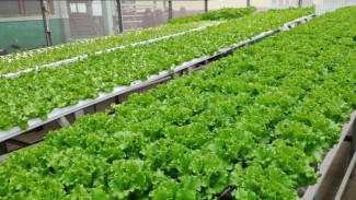 Inovasi Pertanian Hidroponik di Purwakarta, Petani Milenial Raup Omset Hingga 20 Juta Sebulan!
