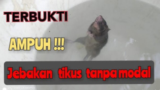 Perangkap Tikus Super Murah Ini Bisa Bikin Rumah Bebas Tikus Dalam Semalam, Dijamin Ampuh!