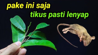 Cara Kreatif Mengusir Tikus dengan Bahan Alami, Murah dan Efektif di Setiap Sudut Rumah