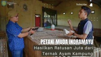 Kasadi Petani Muda Indramayu Raup Ratusan Juta dari Ayam Kampung, Omzet Melonjak Bikin Melongo!