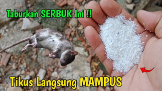 Ramuan Ampuh Mengusir Tikus Pakai Kamper dan Deterjen, Dijamin Kabur dan Tidak Balik Lagi