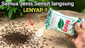 Tak Perlu Beli Racun Semut! Bikin Pembasmi Semut Alami Sendiri di Rumah, Dijamin Ampuh!