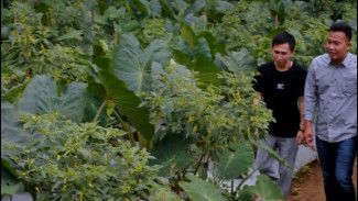 Luar Biasa! Kang Tono Firmansyah Asal Subang Buktikan Pertanian Bukan Lagi Dipandang Sebelah Mata!