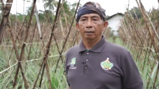 Kisah Petani Nanas Subang: Dari Kampung Menjadi Inspirasi Ekonomi