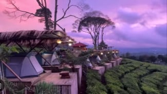 Menikmati Sensasi Camping di Tengah Kebun Teh Pangalengan