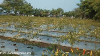 Kisah Inspiratif Ganendra Farm Karawang: Jurus Jitu Hadapi Tantangan Wirausaha Muda di Bidang Pertanian!