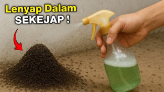 Semprot Sekali, Ratusan Semut Tumbang! Rahasia Rumah Bebas Serangga Terungkap