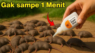 Tikus Merusak Dapur? Ini Cara Simpel Mengusirnya Tanpa Racun Berbahaya!