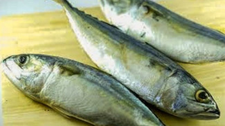 Tips Membersihkan Ikan Kembung Agar Bersih dan Tidak Bau, Saat Dimasak Jadi Lebih Enak!