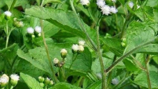 5 Tanaman Liar yang Ternyata Bisa Jadi Obat Herbal