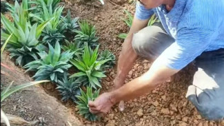 Cara Mudah Menanam Nanas dari Mahkota dan Trik Supaya Cepat Berbuah