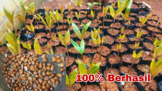 Trik Rahasia Semai Biji Salak Cepat Tumbuh, Anti Gagal untuk Pemula