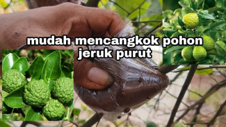 Tips Cangkok Jeruk Purut dengan Bawang Merah, Anti Gagal Cocok Buat Petani Pemula