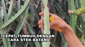 Cara Ampuh Stek Buah Naga agar Cepat Berbuah, Cuma Butuh Waktu Satu Tahun