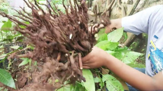 Cara Pintar Dapat Bibit Mangga Gratis Berkualitas Tinggi dari Hutan dan Kebun
