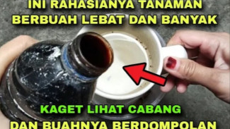 Pupuk Organik Murah Meriah, Cukup Kulit Pisang, Air Kelapa, dan Micin