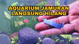 Modal Silet Gas Cuma Lima Ribu, Akuarium Berjamur Bisa Langsung Bersih Total!
