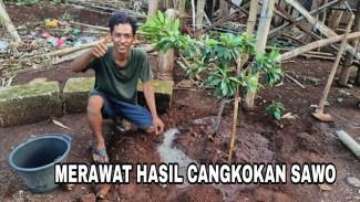 Pasir Campur Batu Bisa Buat Cangkok Pohon Sawo, Akarnya Tumbuh Lebat dalam 3 Bulan