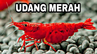 Pelihara Udang Hias Tanpa Pakan Khusus Mahal, Pakai Ikan Molly Guppy Aja Cukup Banget!