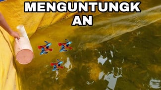 Tips Budidaya Ikan Guppy di Kolam Terpal, 1 Minggu Langsung Beranak Banyak