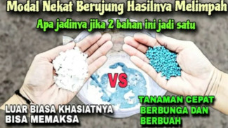 Rahasia Pupuk Perangsang Buah dari 2 Bahan Sederhana