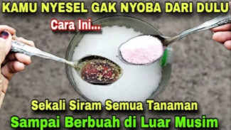 Cara Membuat Pupuk Racikan Sederhana yang Bisa Panen di Luar Musim